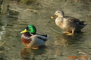 マガモ　雄・雌